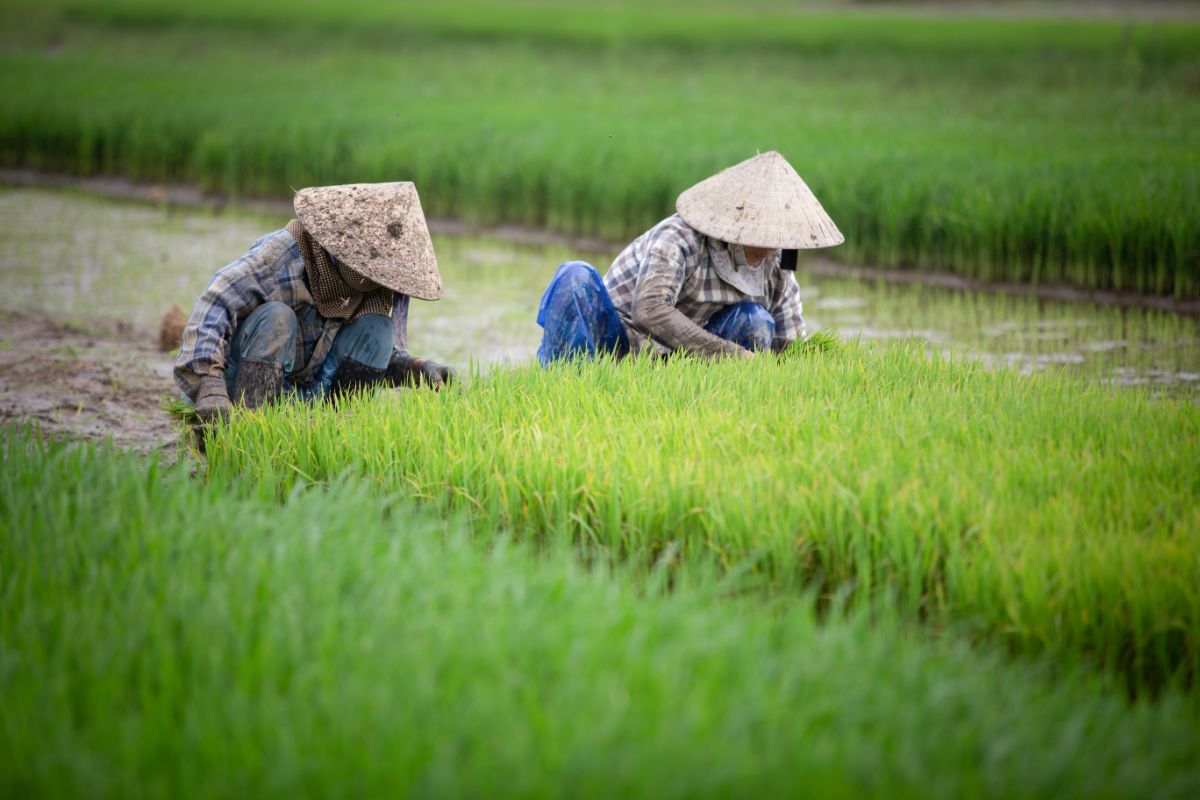 How To Grow Rice