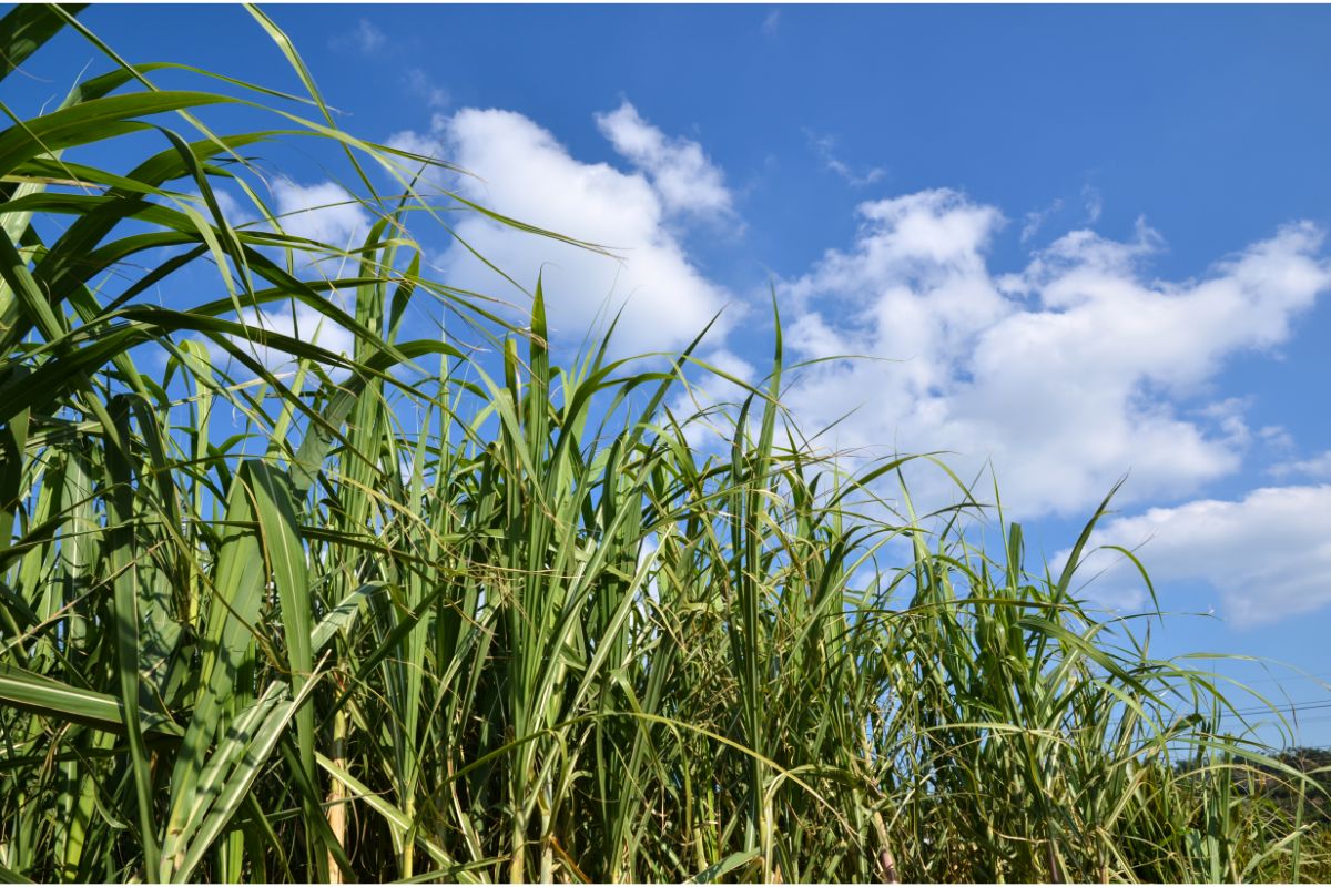 How To Grow Sugar Cane